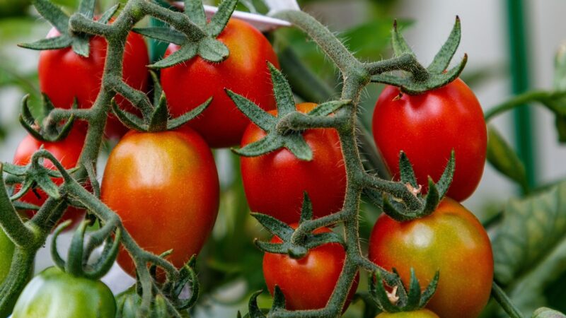 pied de tomates